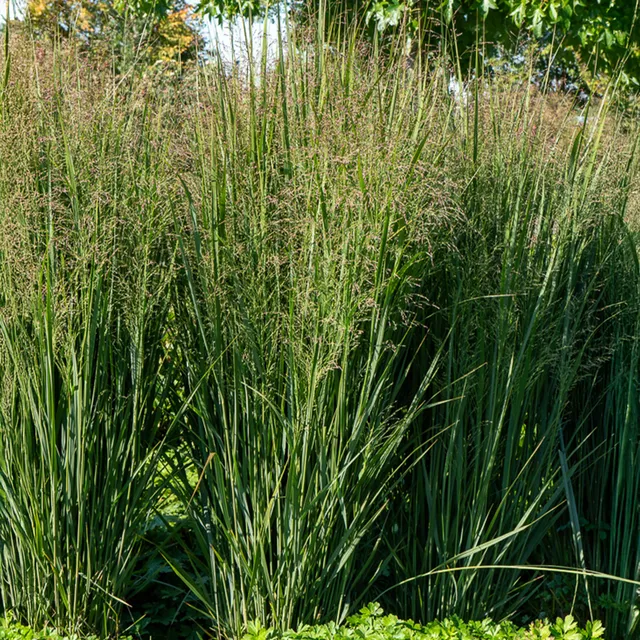 Bakker Plantes d'extérieur Panic Prairie Sky graminée pot 9cm bleue