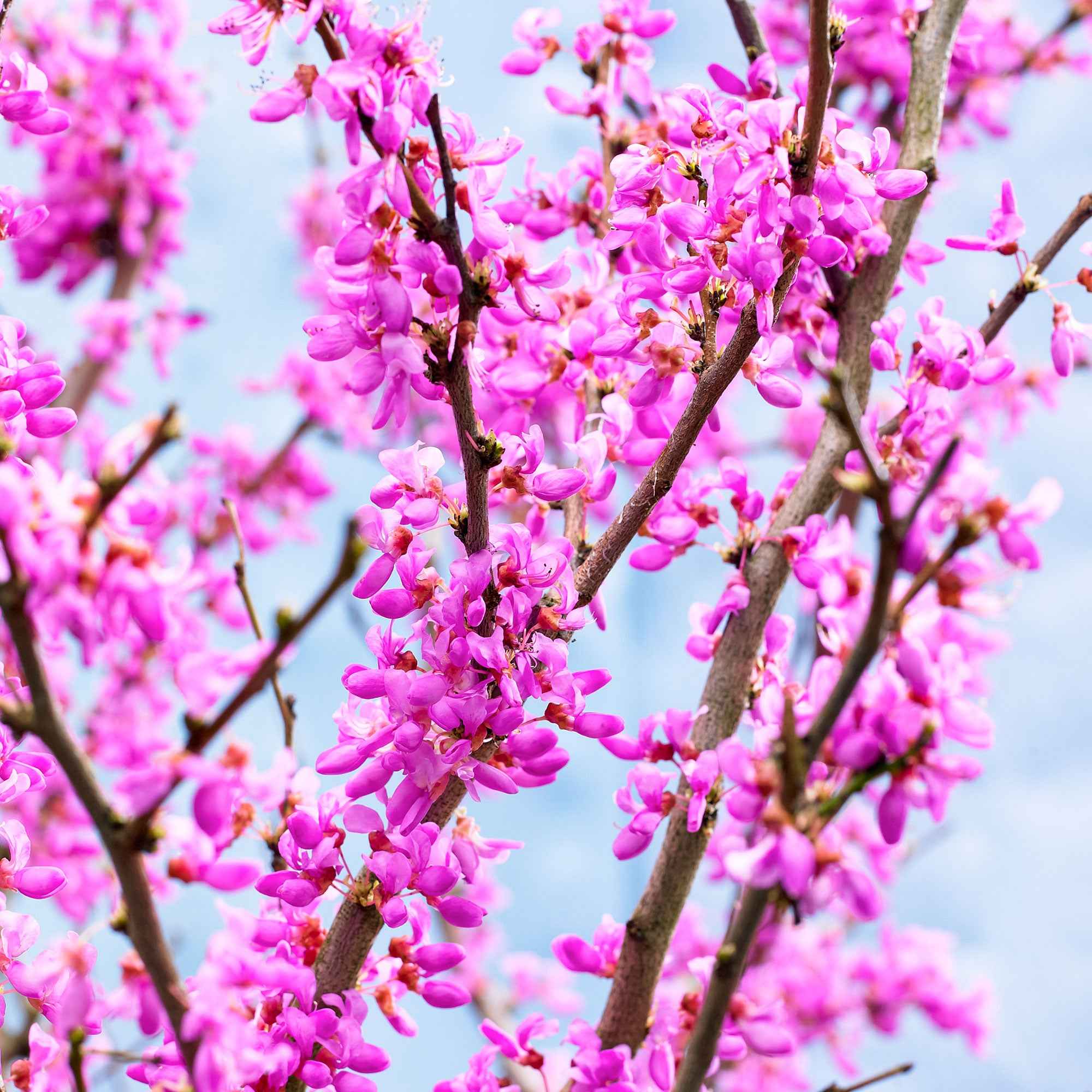 Bakker Arbre de Judée arbuste pot 9cm floraison rose