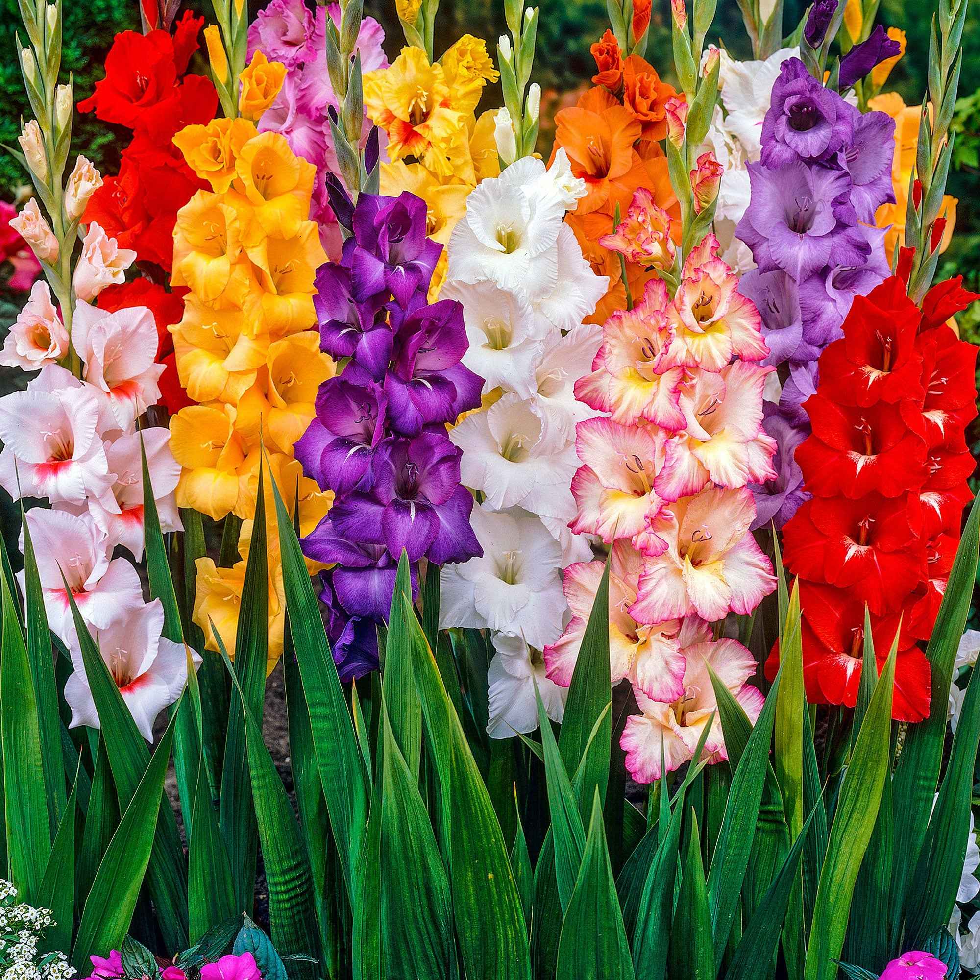 Bakker Glaïeul à Grandes Fleurs bulbes sachet 50 mélange couleurs