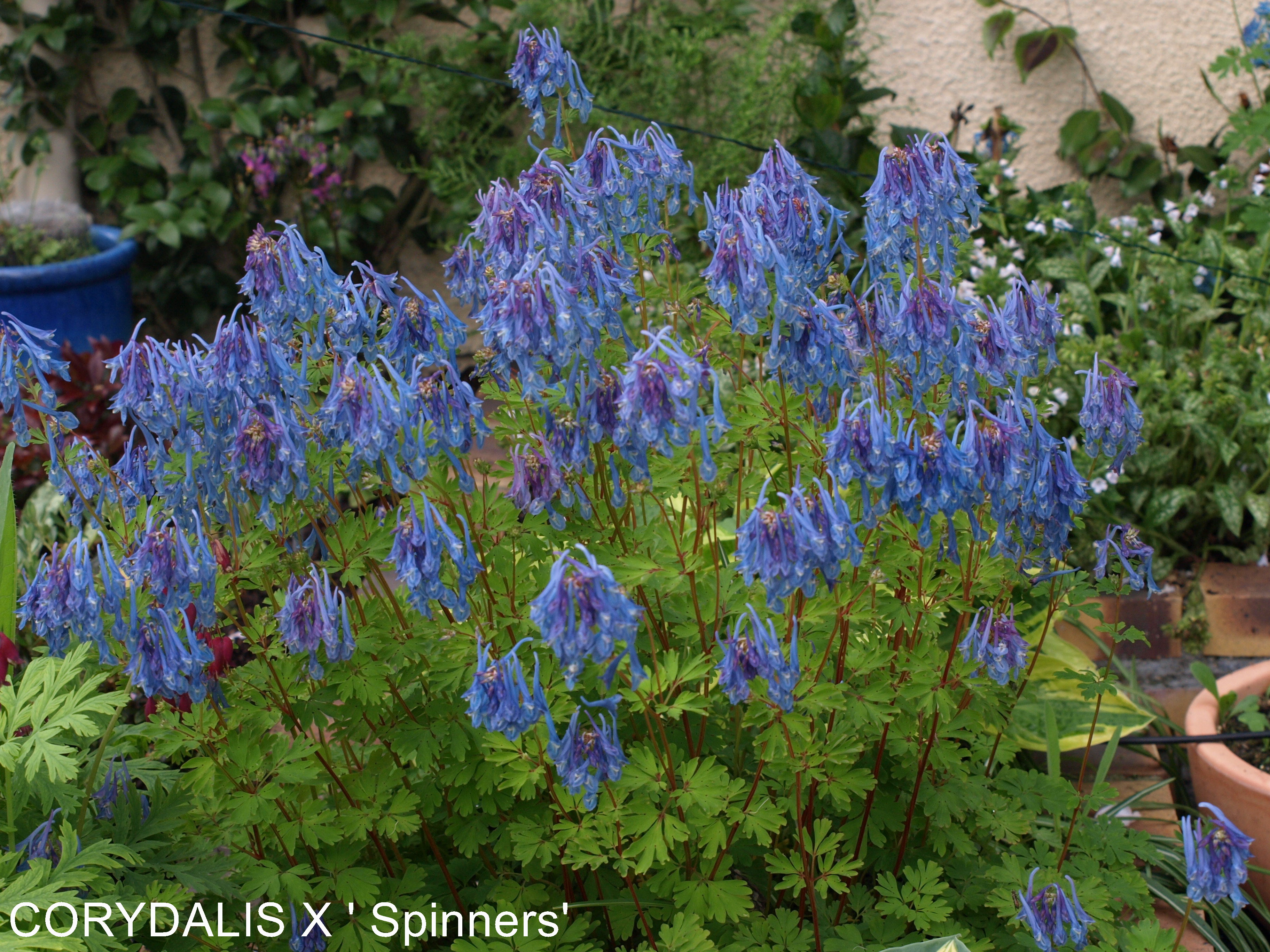 Passion Vivaces Corydalis Spinners vivace godet floraison violette