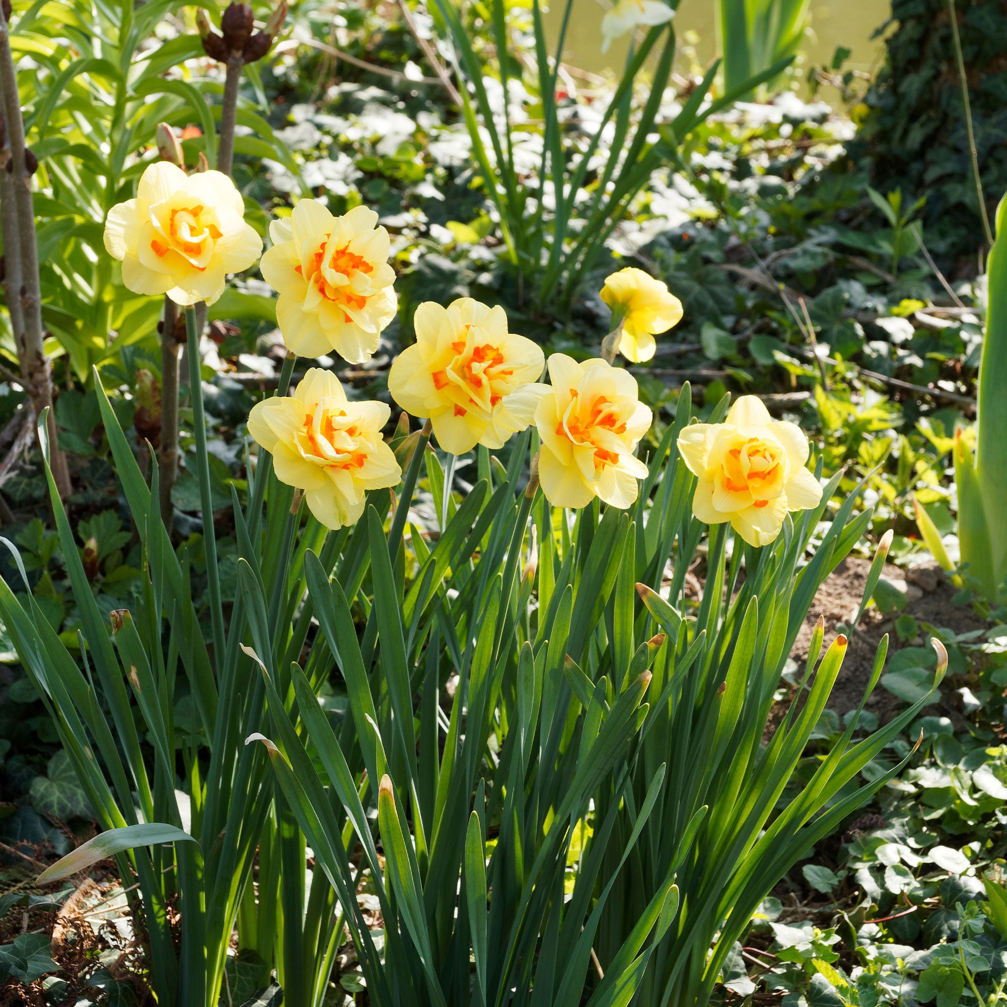 Bakker Tahiti narcisse double sachet 10 bulbes jaune