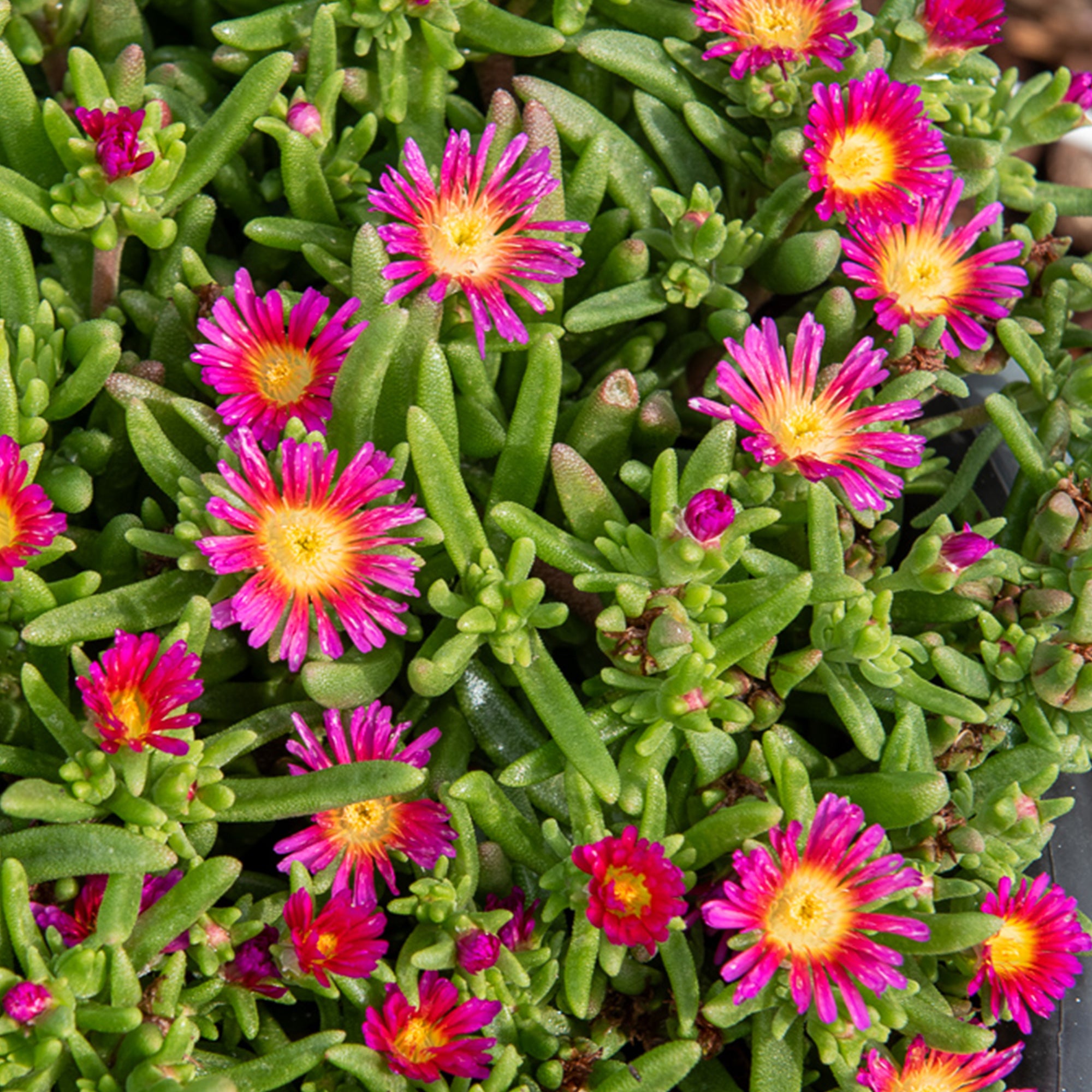 Bakker Delosperma Wheels Wonder Hot Pink vivace pot Ø9cm
