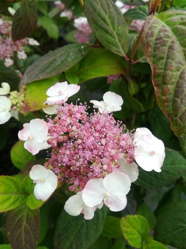 Les Hortensias du Haut Bois Hydrangea serrata Amacha hortensia montagne