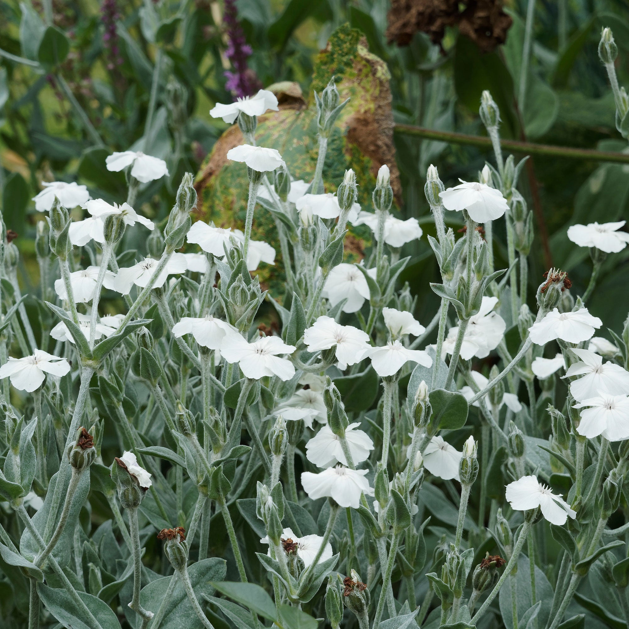 Bakker Coquelourde blanche Lychnis pot 9cm