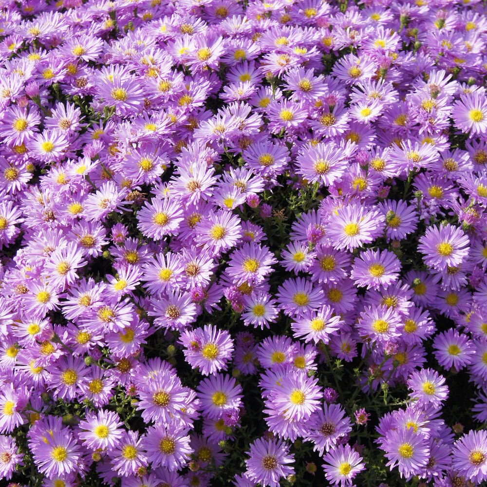Bakker Astère nain Herbstgruss vom Bresserhof vivace pot 9cm