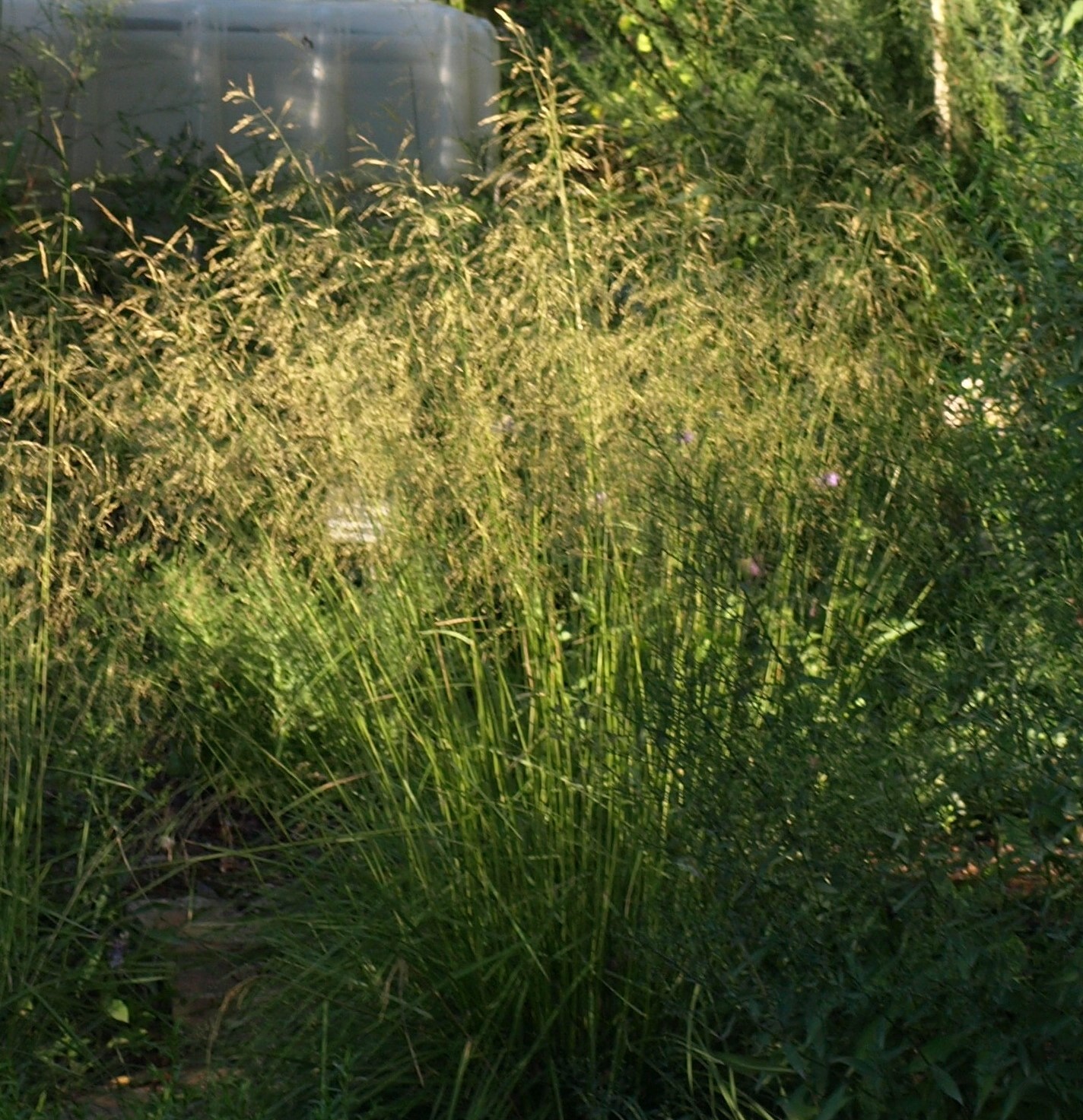 Passion Vivaces Deschampsia Goldegehange graminée godet jaune