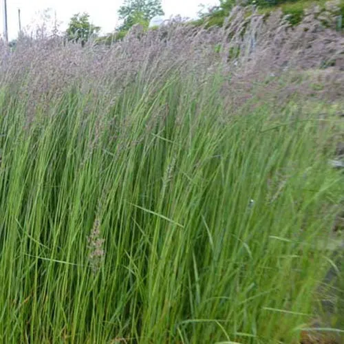 Bakker Calamagrostis Karl Foerster graminée pot 9cm