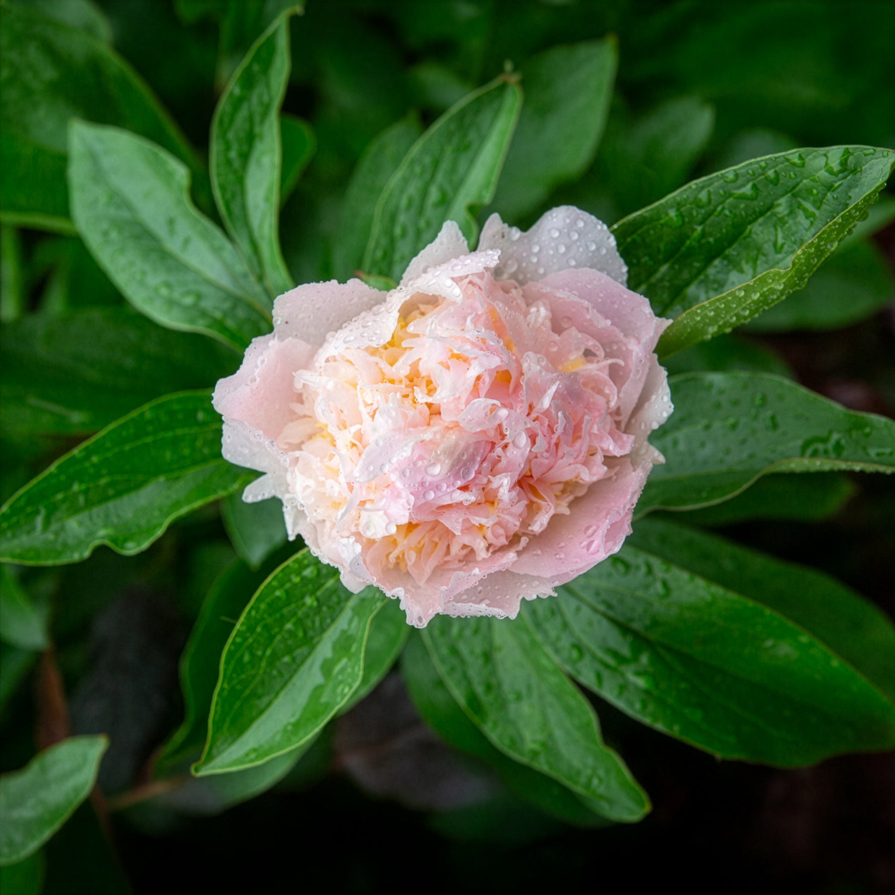 Bakker Pivoine Lactiflora Fleur de Pêcher pot Ø11cm rose