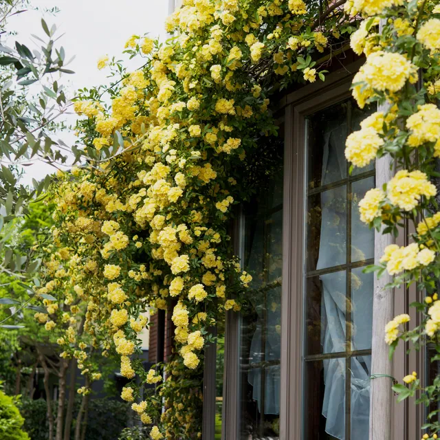Bakker Rosiers rosier Banks jaune grimpant sans épines pot