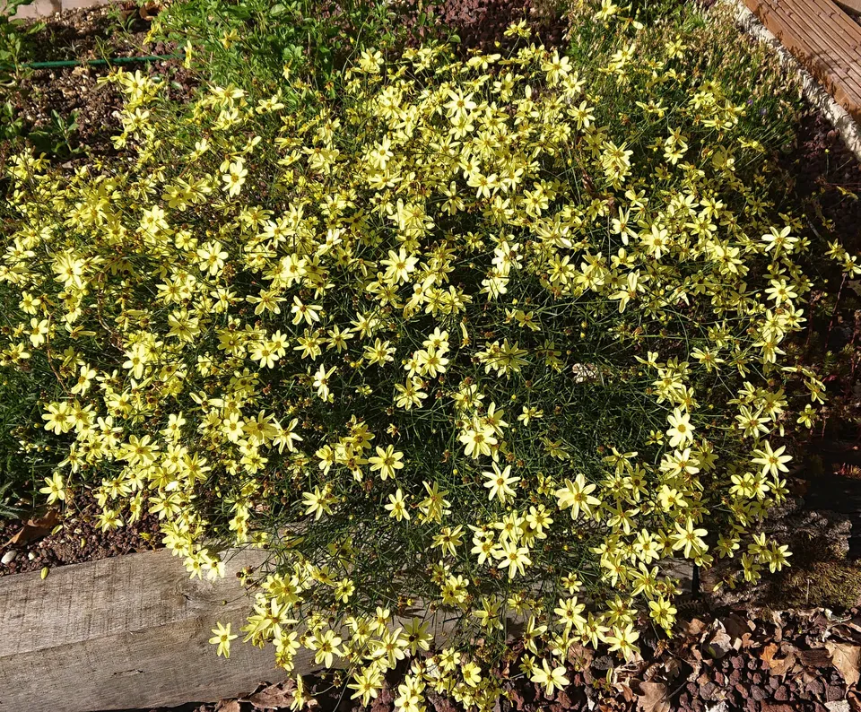 Passion Vivaces Coreopsis verticillata Moonbeam coréopsis pot 1L jaune