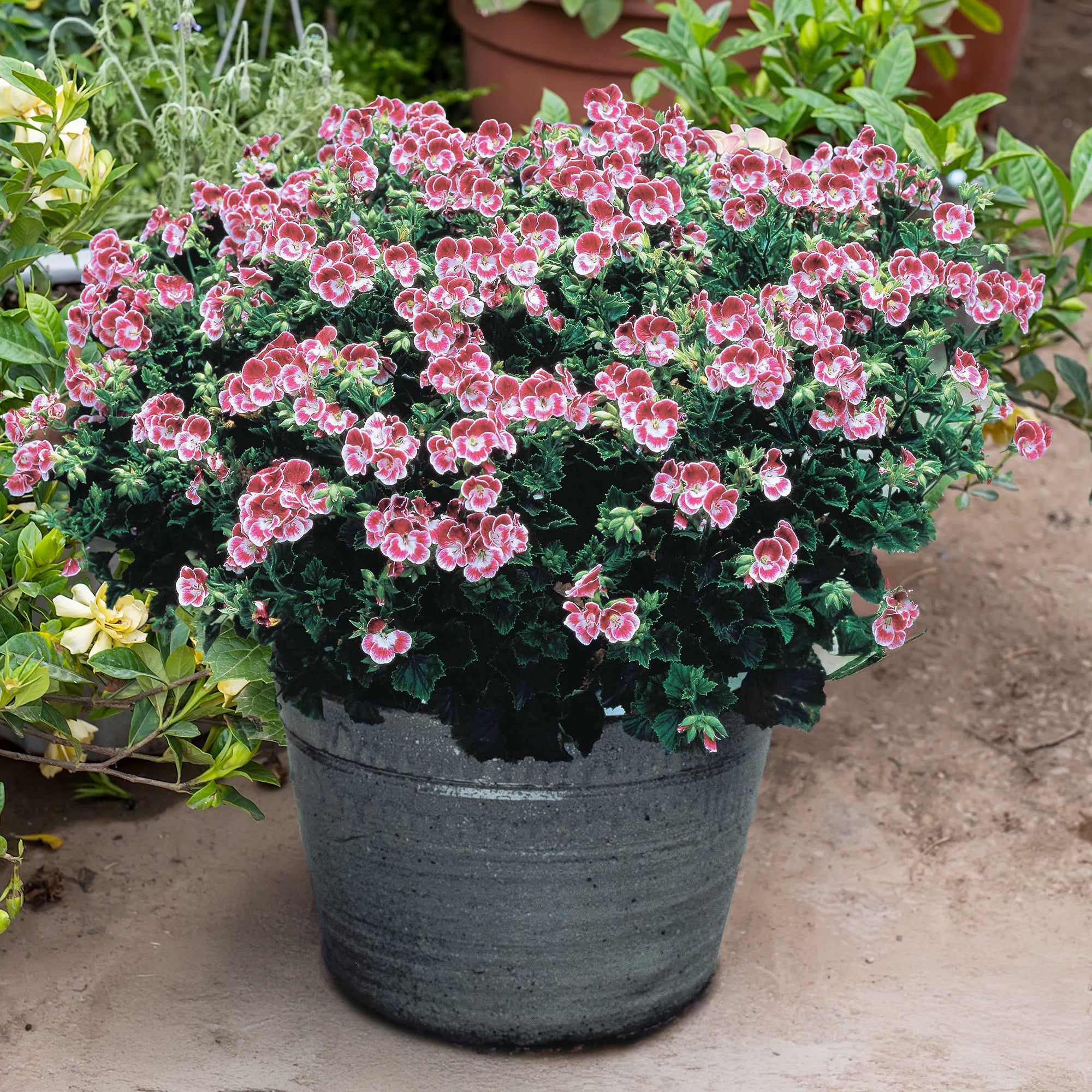 Bakker Pansy géranium parfumé 3 pots Ø10,5cm rose