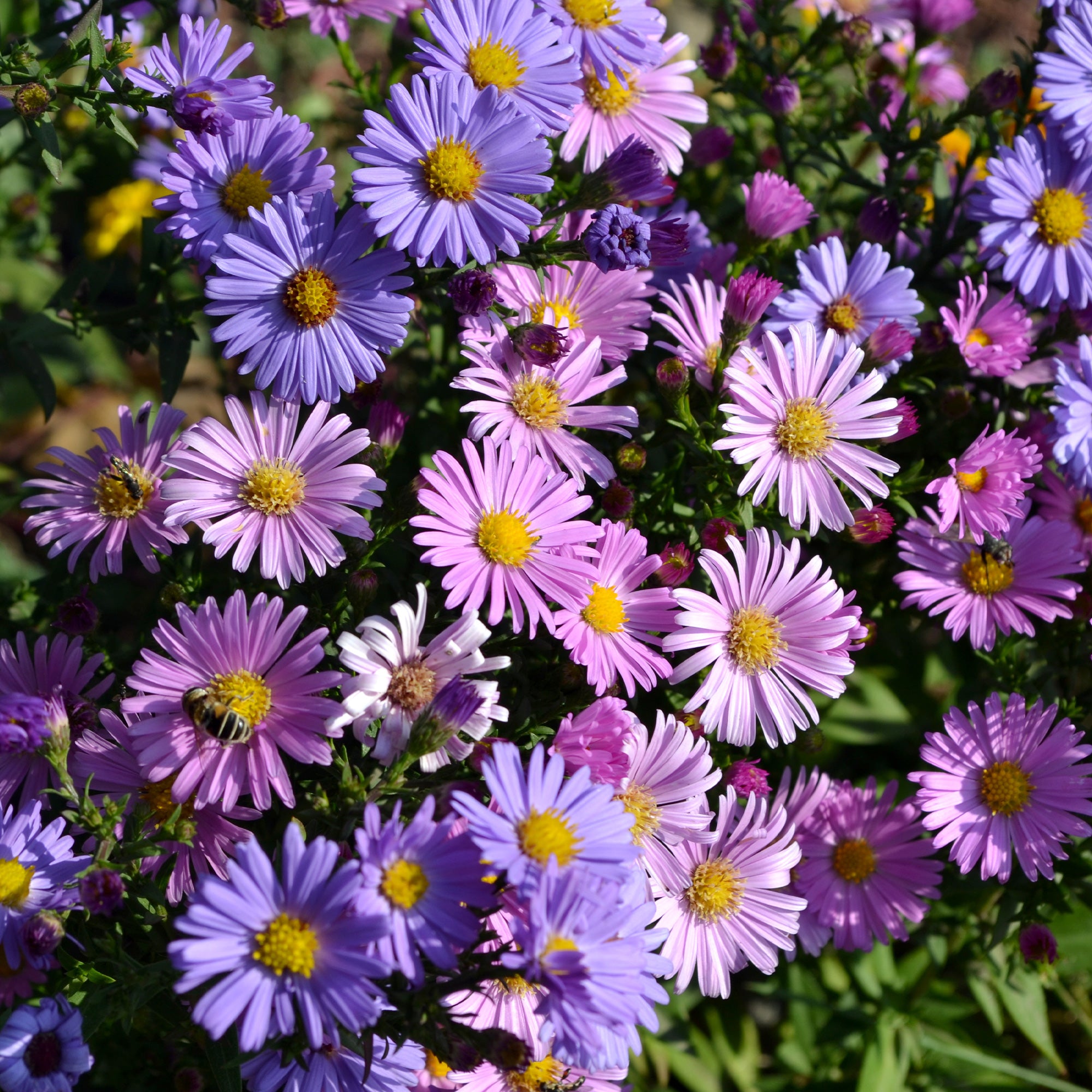 Bakker Aster alpinus mélange graines vivace sachet 0,2g floraison