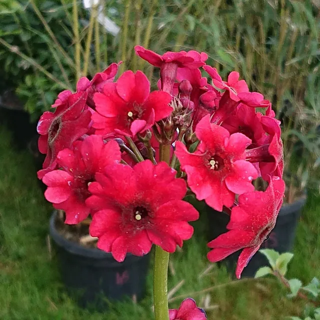 Passion Vivaces Primula japonica Miller's Crimson primevère rose