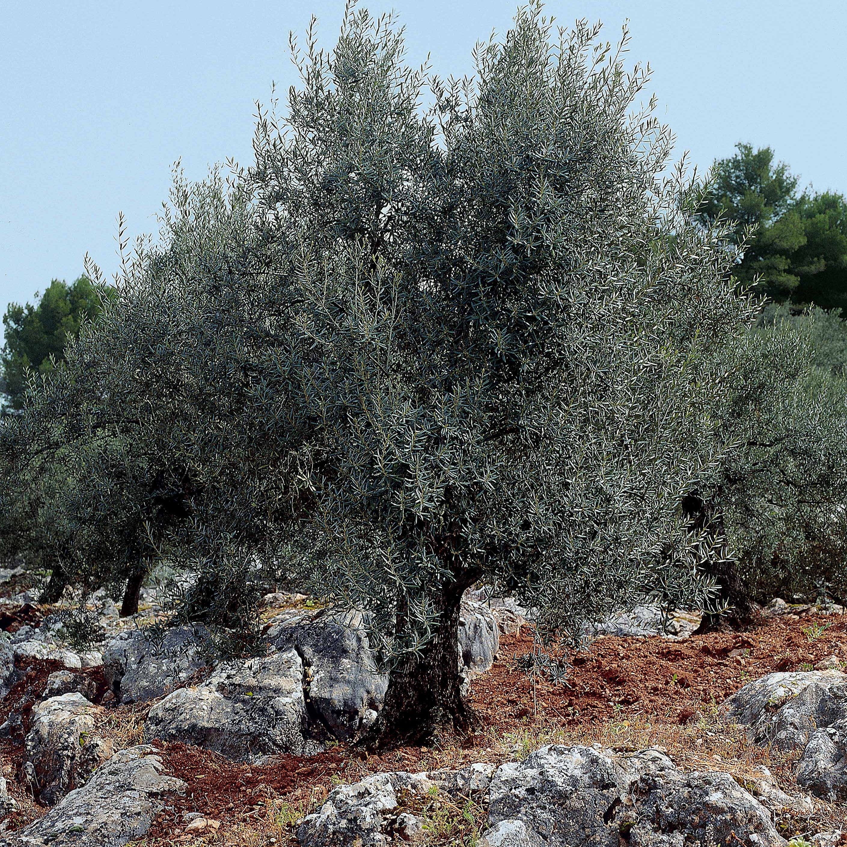 Bakker Olivier sur tige Olea europaea pot 3L tige 50cm