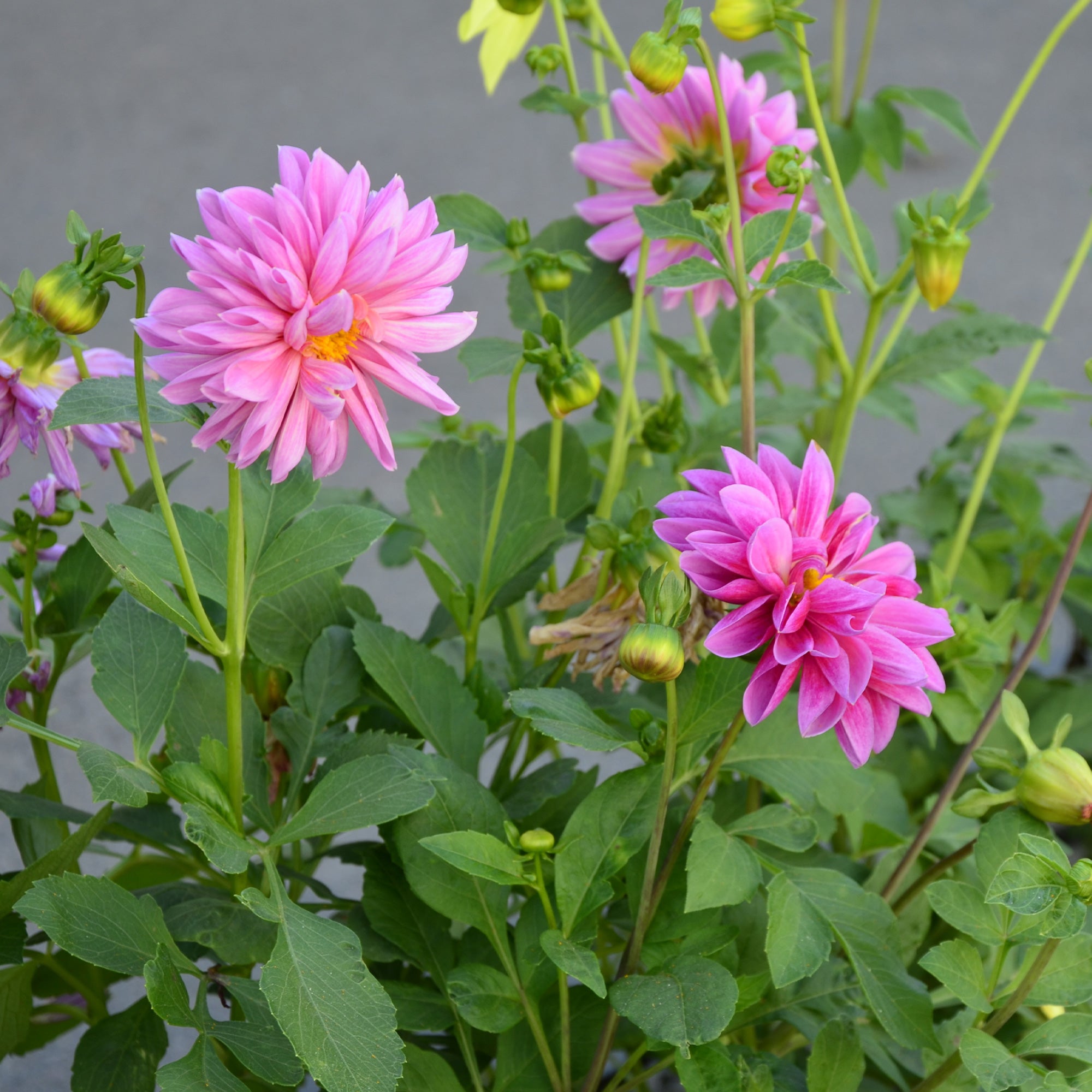 Bakker Dahlia rose fleur pot 10,5cm floraison juillet-octobre