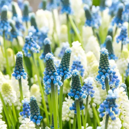 Bakker Muscaris bleu blanc bulbes sachet 35 floraison précoce