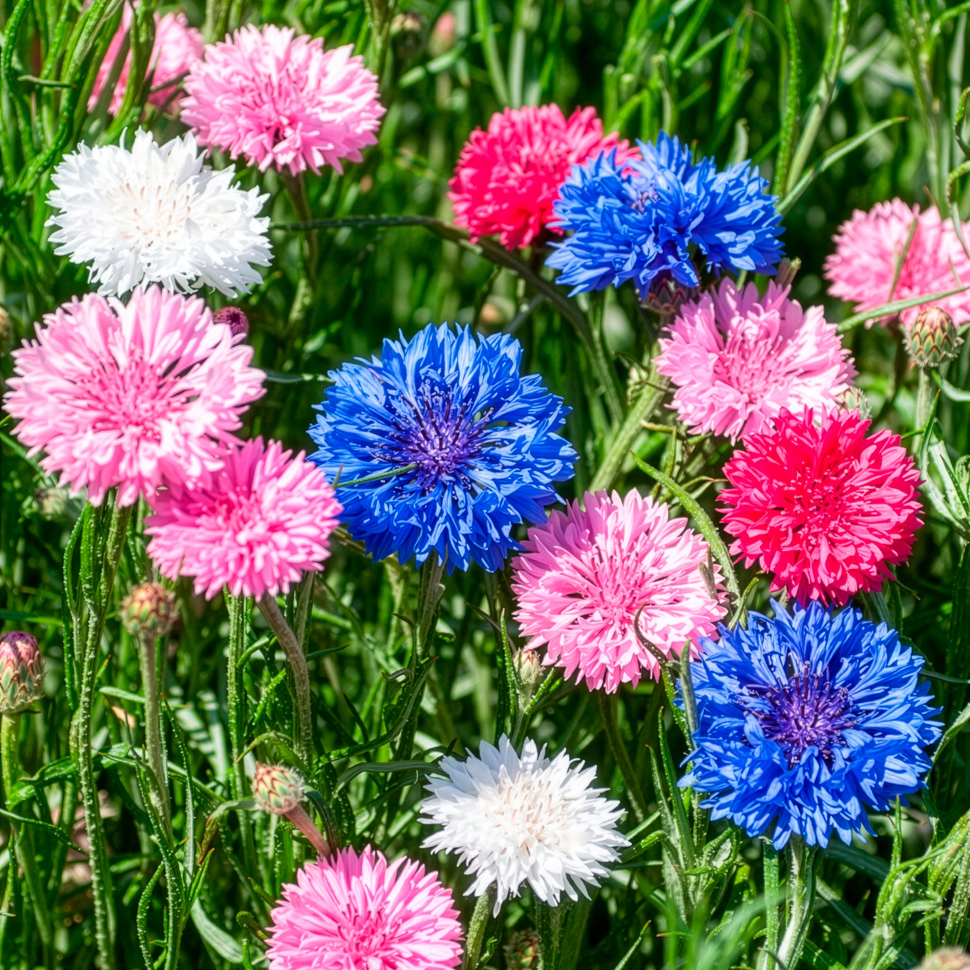 Bakker Centaurée double sachet 1g fleurs à couper