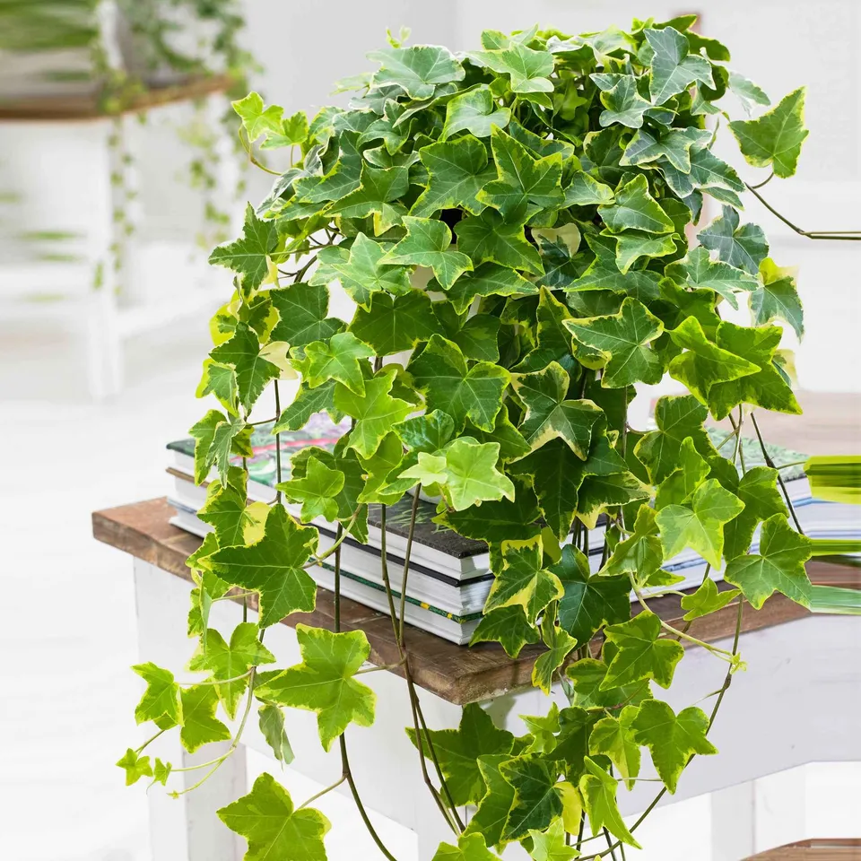 Bakker Lierre Goldchild Hedera helix pot 13cm 20-30cm panaché