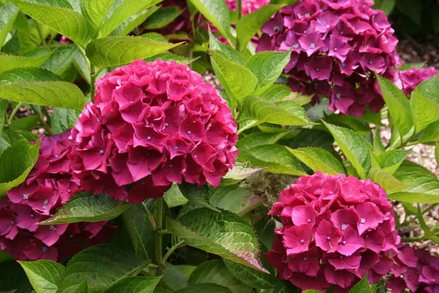 Les Hortensias du Haut Bois Doris hortensia boule rose