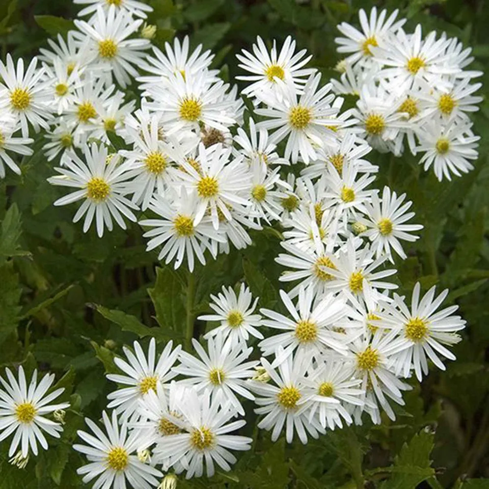 Bakker Ashvi astère pot 9cm fleurs blanches juillet-novembre