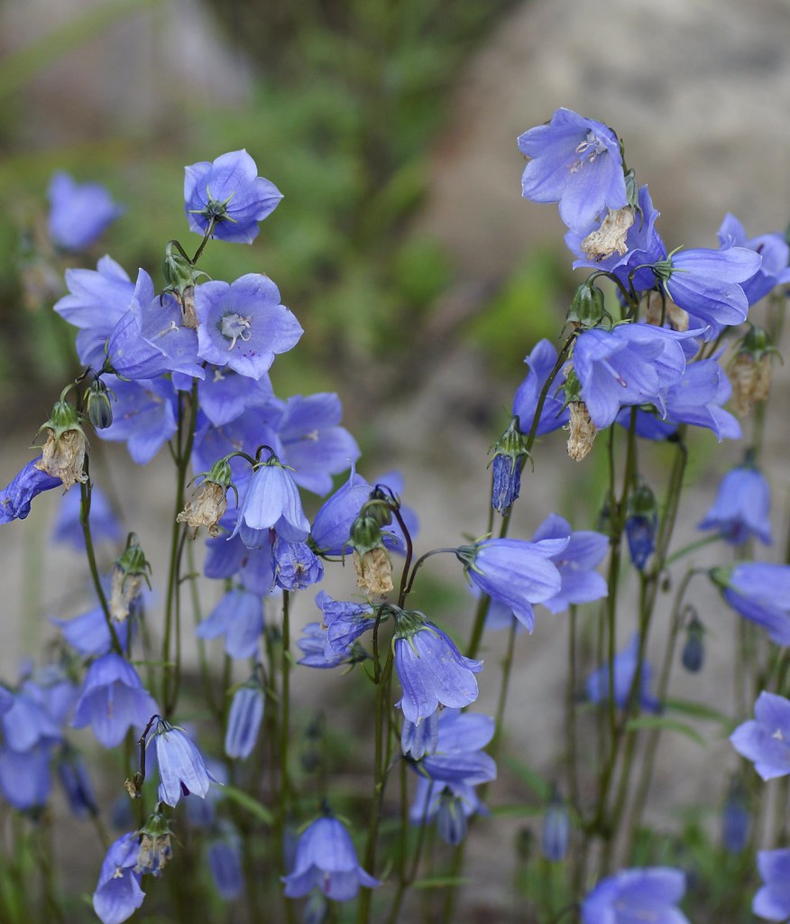 Passion Vivaces Campanula cochleariifolia campanule pot 1L bleue