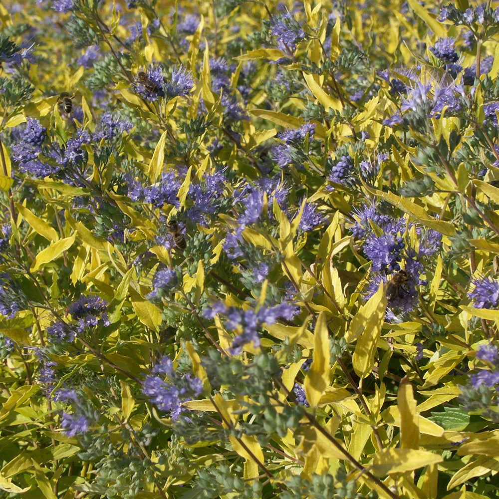 Bakker Caryopteris Worcester Gold arbuste pot 4L doré