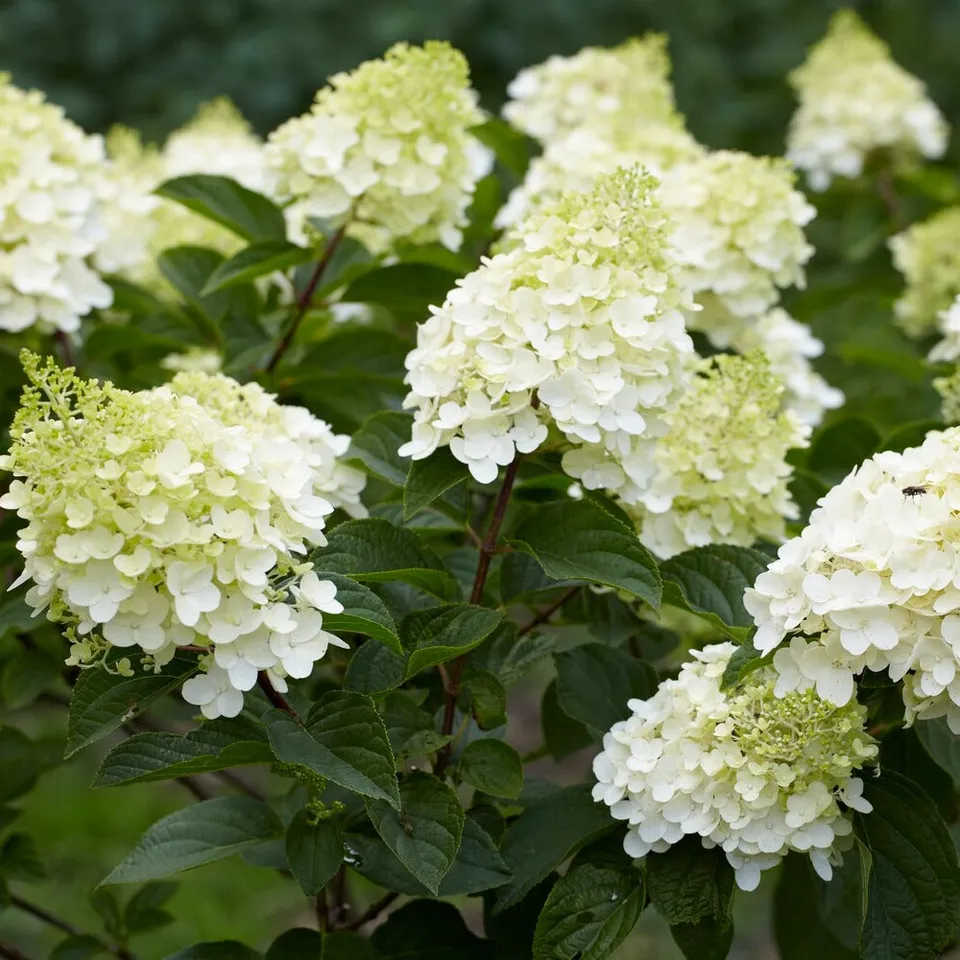 Bakker Hortensia paniculé Silver Dollar arbuste lot 2 pots 3L