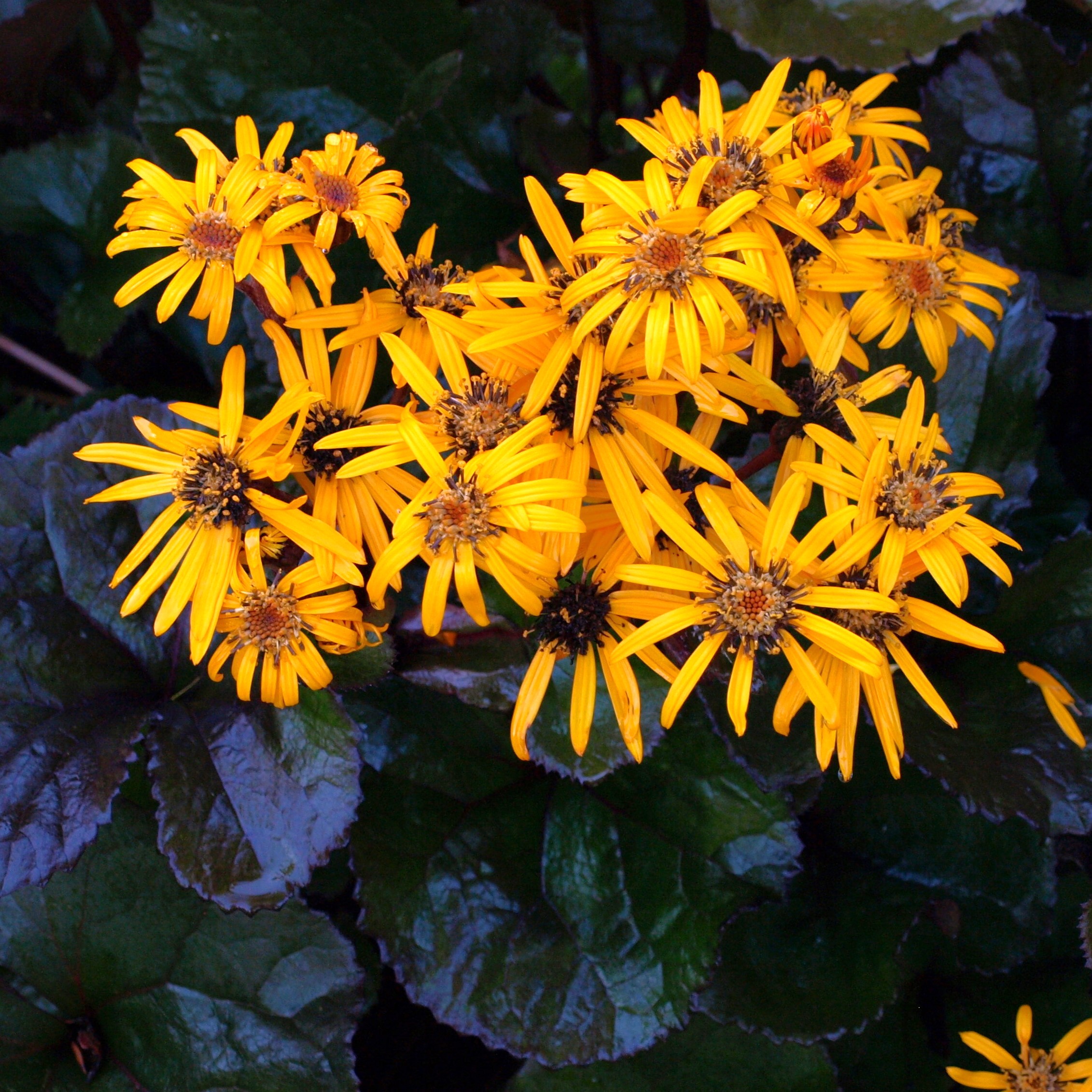 Passion Vivaces Ligularia desdemona Britt Marie plante pot 1L