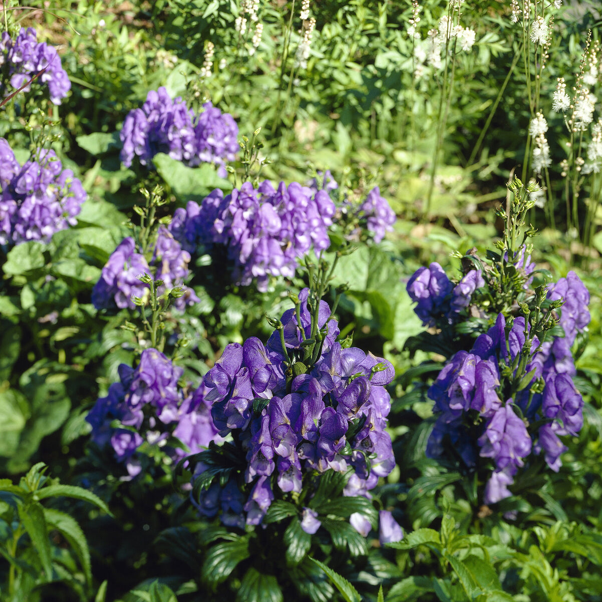 Bakker Aconit Arendsii vivace pot Ø 9cm bleu-violet