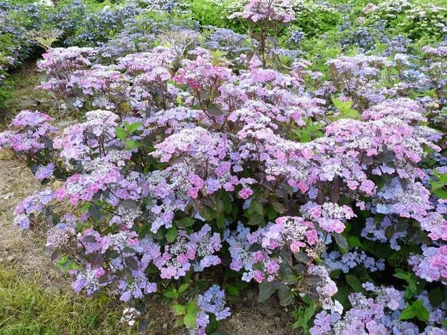 Les Hortensias du Haut Bois Graciosa Hydrangea serrata hortensia godet