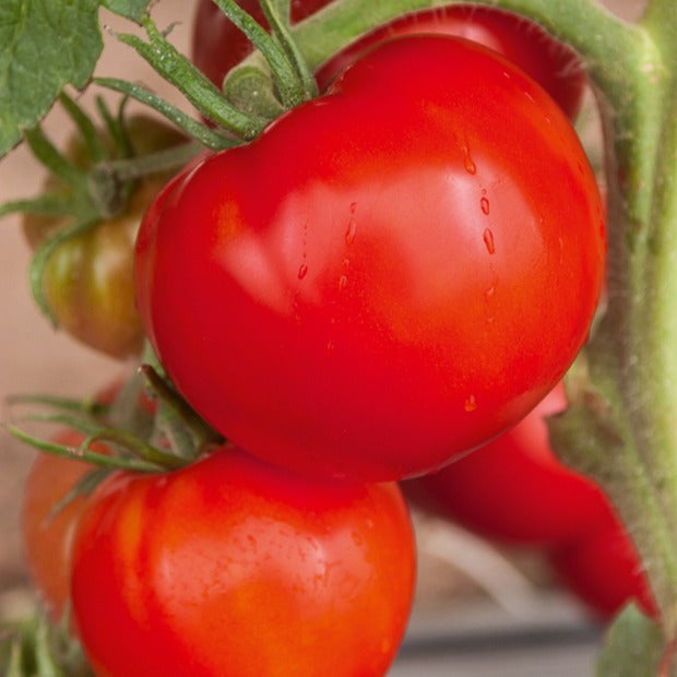 Bakker Tomate Saint Pierre graines sachet 2g ronde rouge