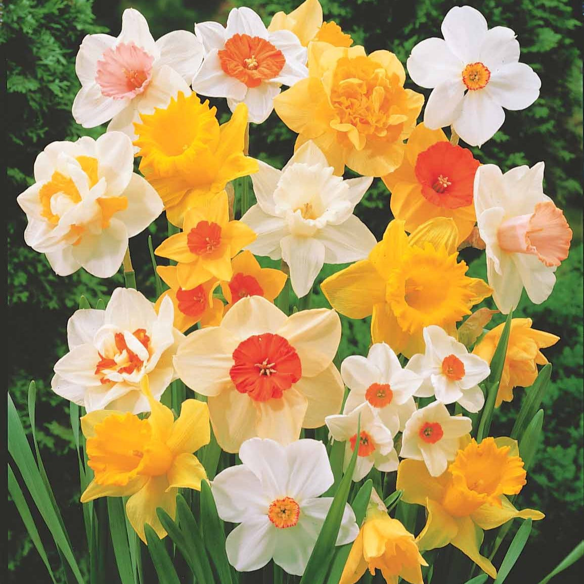 Bakker Narcisses en mélange bulbes sachet 20 calibres 12-14cm