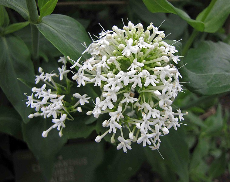 Passion Vivaces Centranthus ruber Albus vivace godet blanc