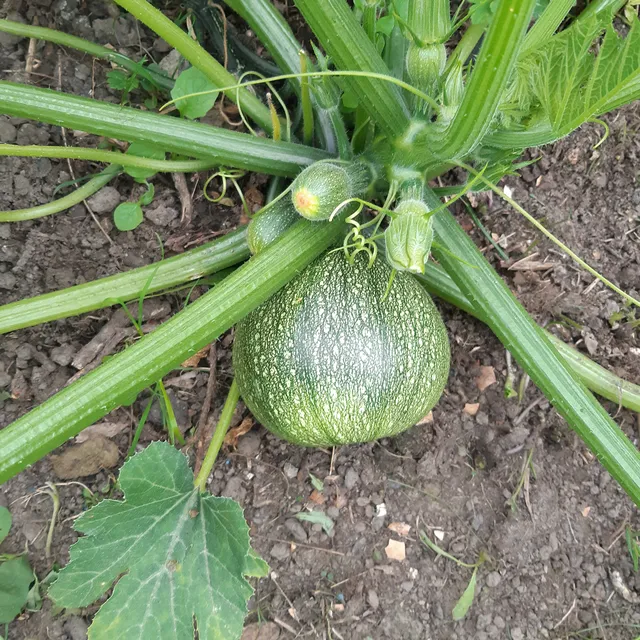 Bakker De Nice courgette ronde sachet 5 graines farcie