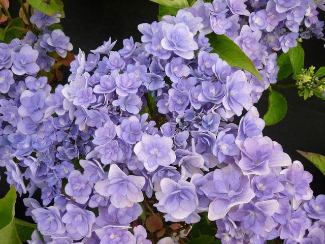 You and Me Passion hortensia fleurs plates godet