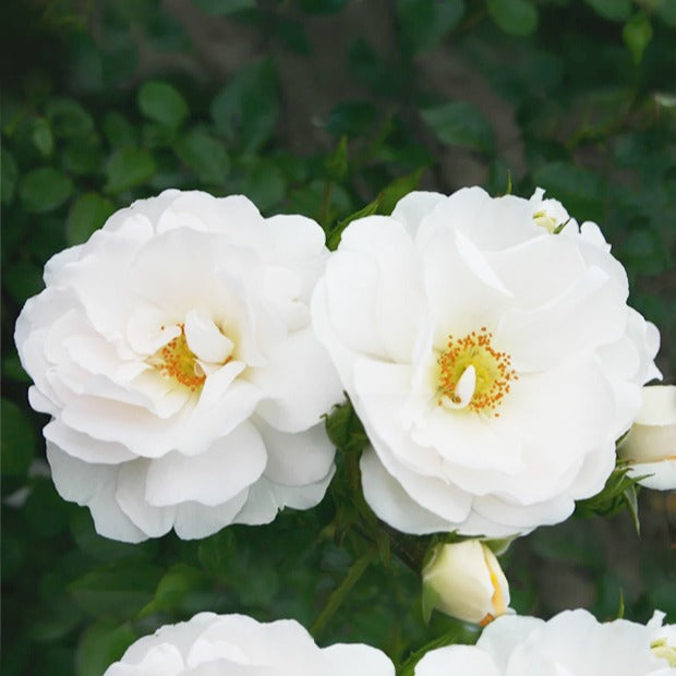 Bakker Hella rosier grimpant blanc racine nue 3 branches