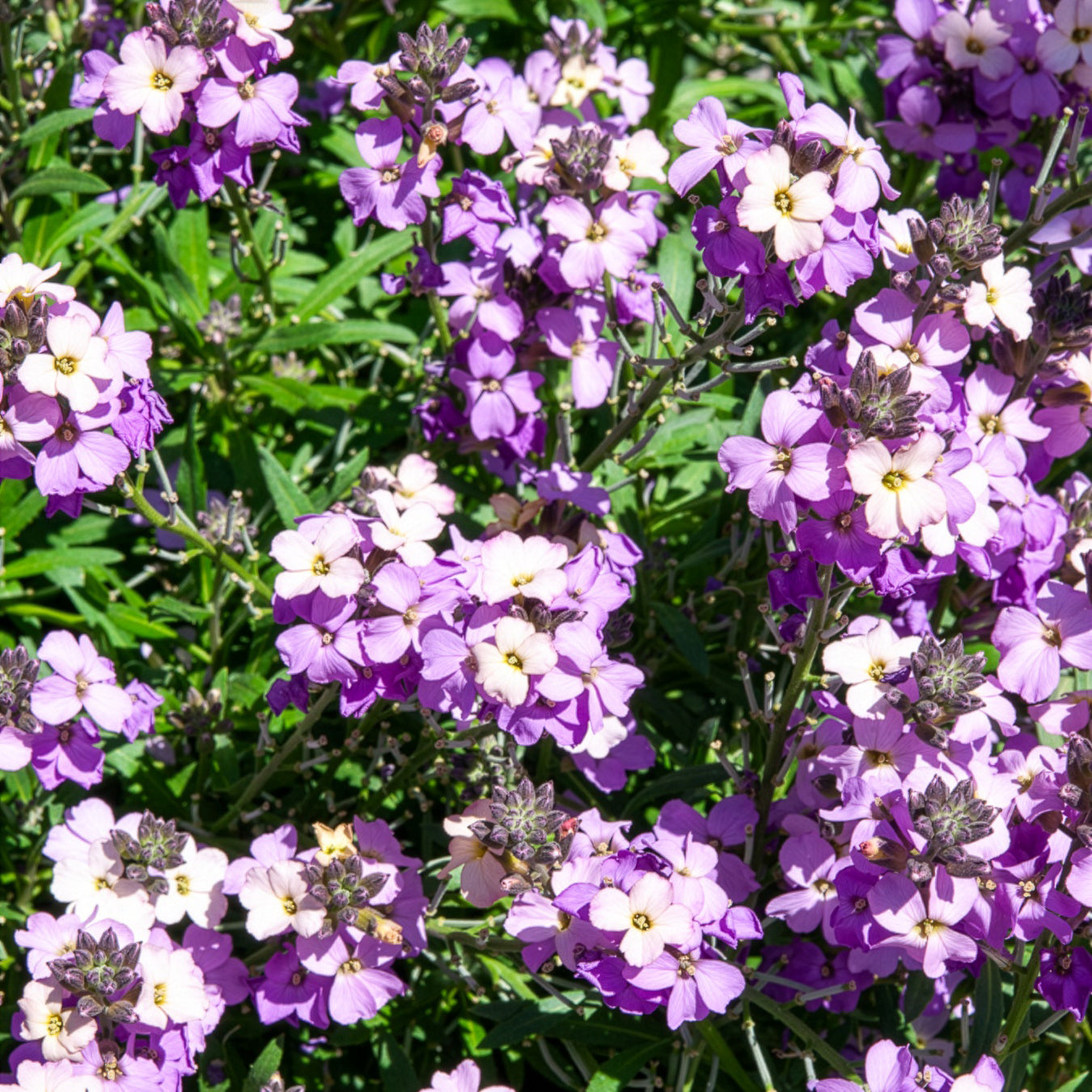Bakker Poem Lavender giroflée vivace pot 8cm lavande
