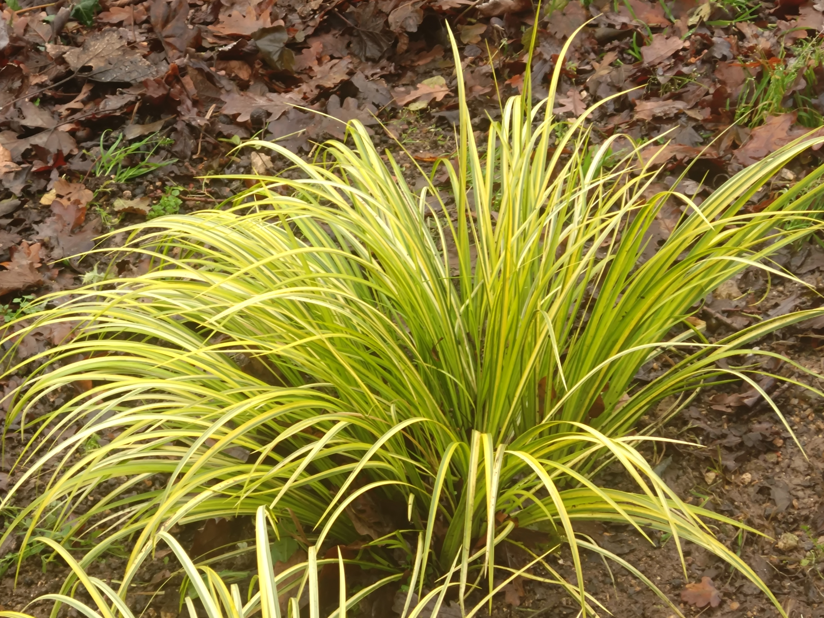 Passion Vivaces Acorus Ogon plante gramineus feuillage panaché