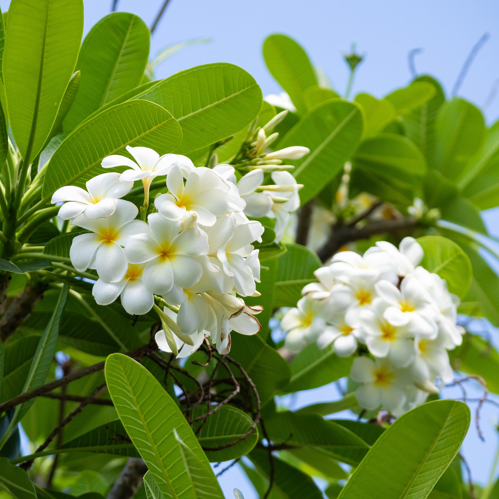 Bakker Frangipanier Plumeria alba pot 14cm fleurs parfumées