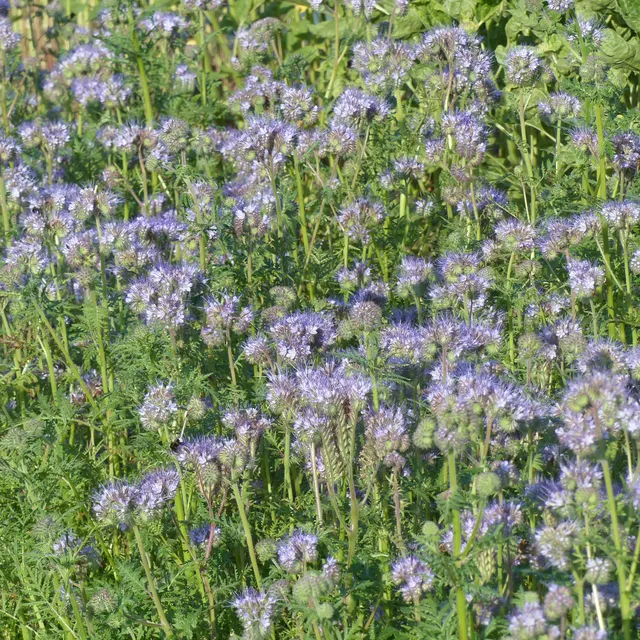 Bakker Potager Phacélie à feuilles de tanaisie graines 100g mellifère