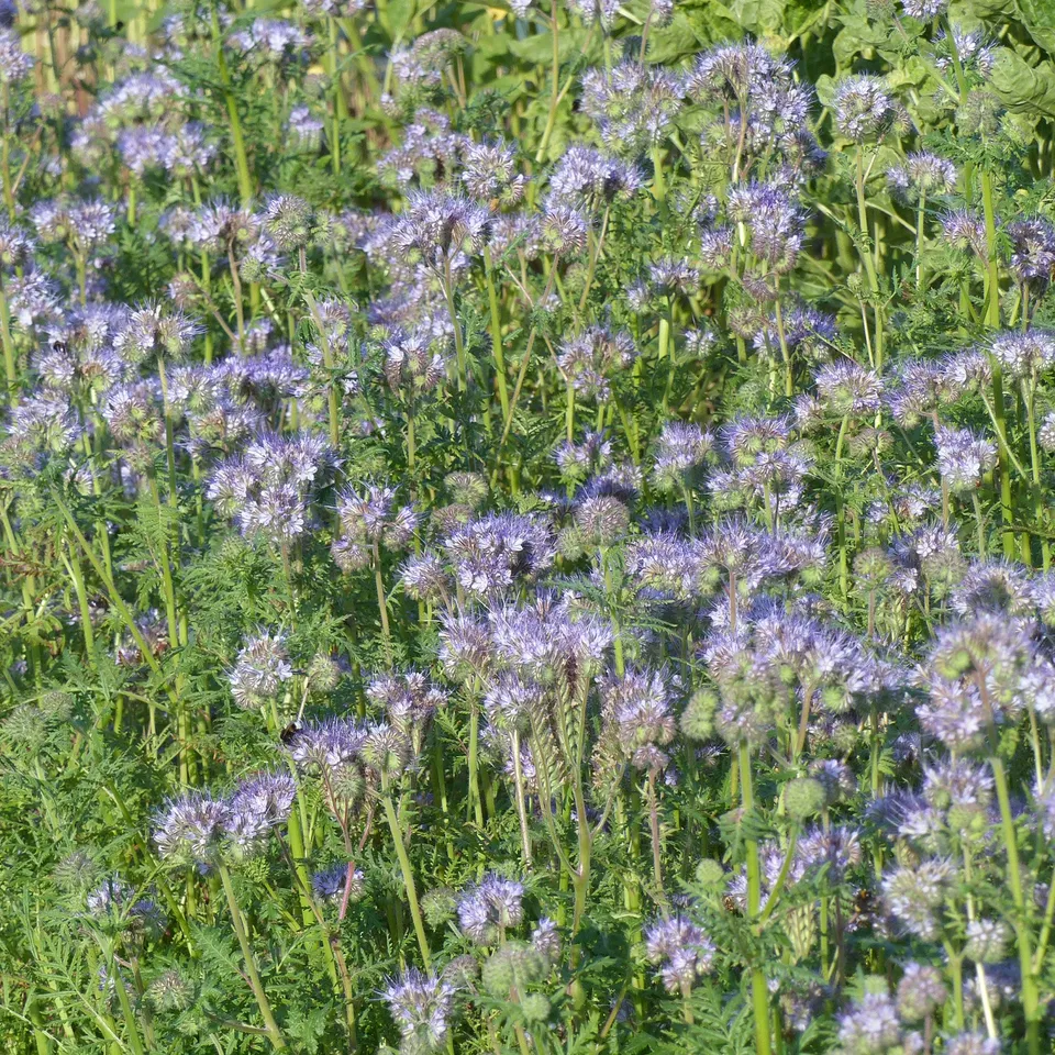 Bakker Potager Phacélie à feuilles de tanaisie graines 100g mellifère