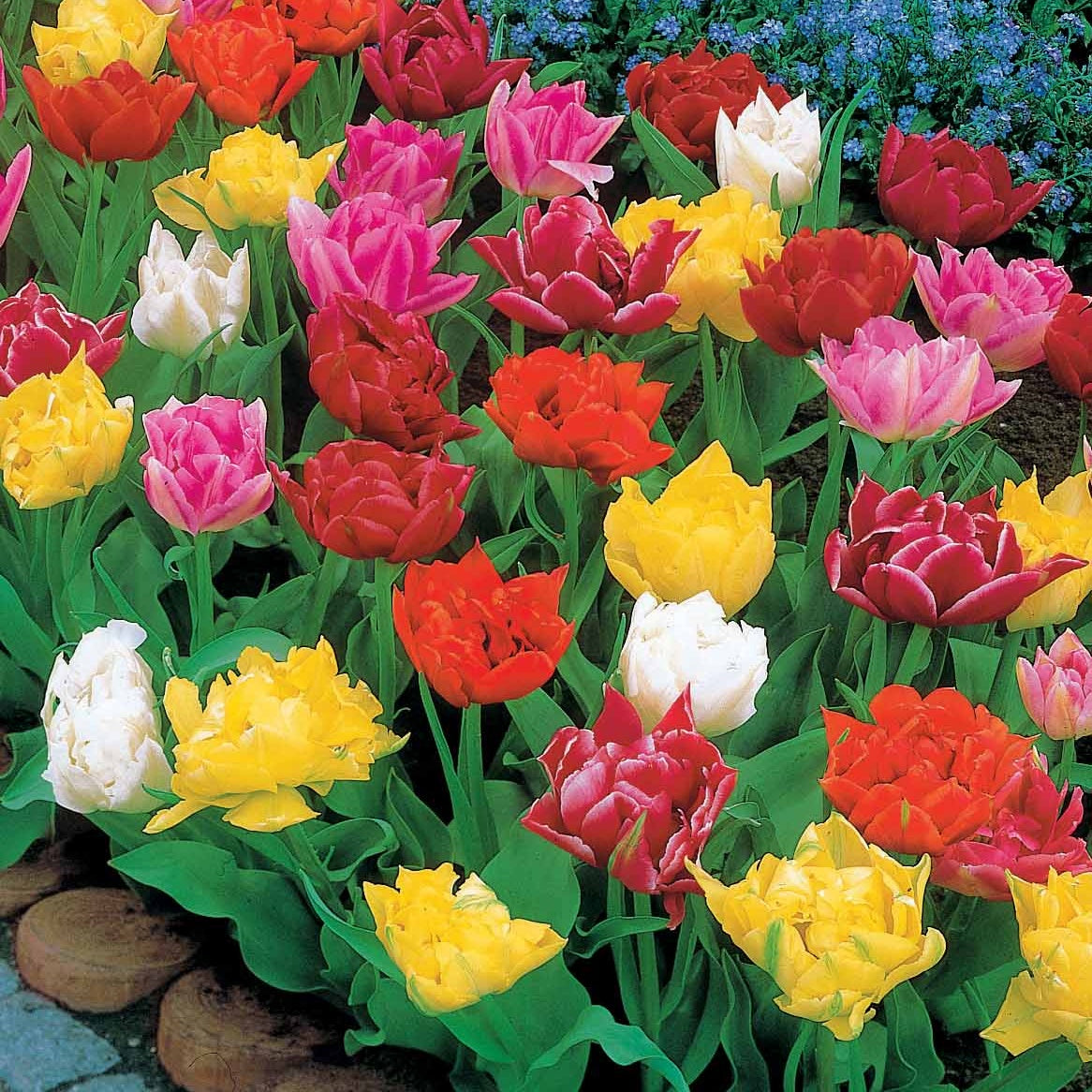 Bakker Tulipes Murillo doubles mélange sachet 60 bulbes