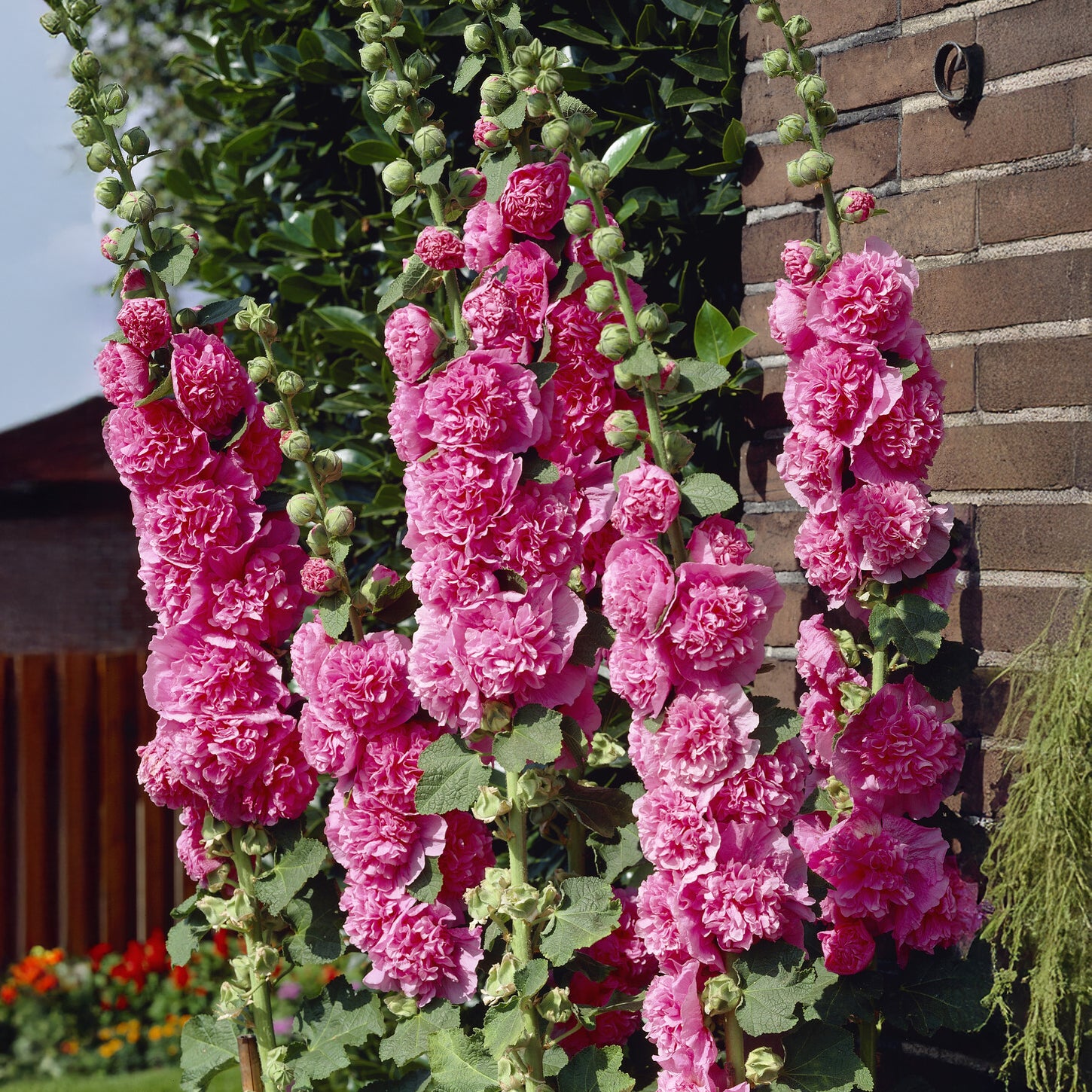 Bakker Rose trémière double Rose vivace pot 9cm rose