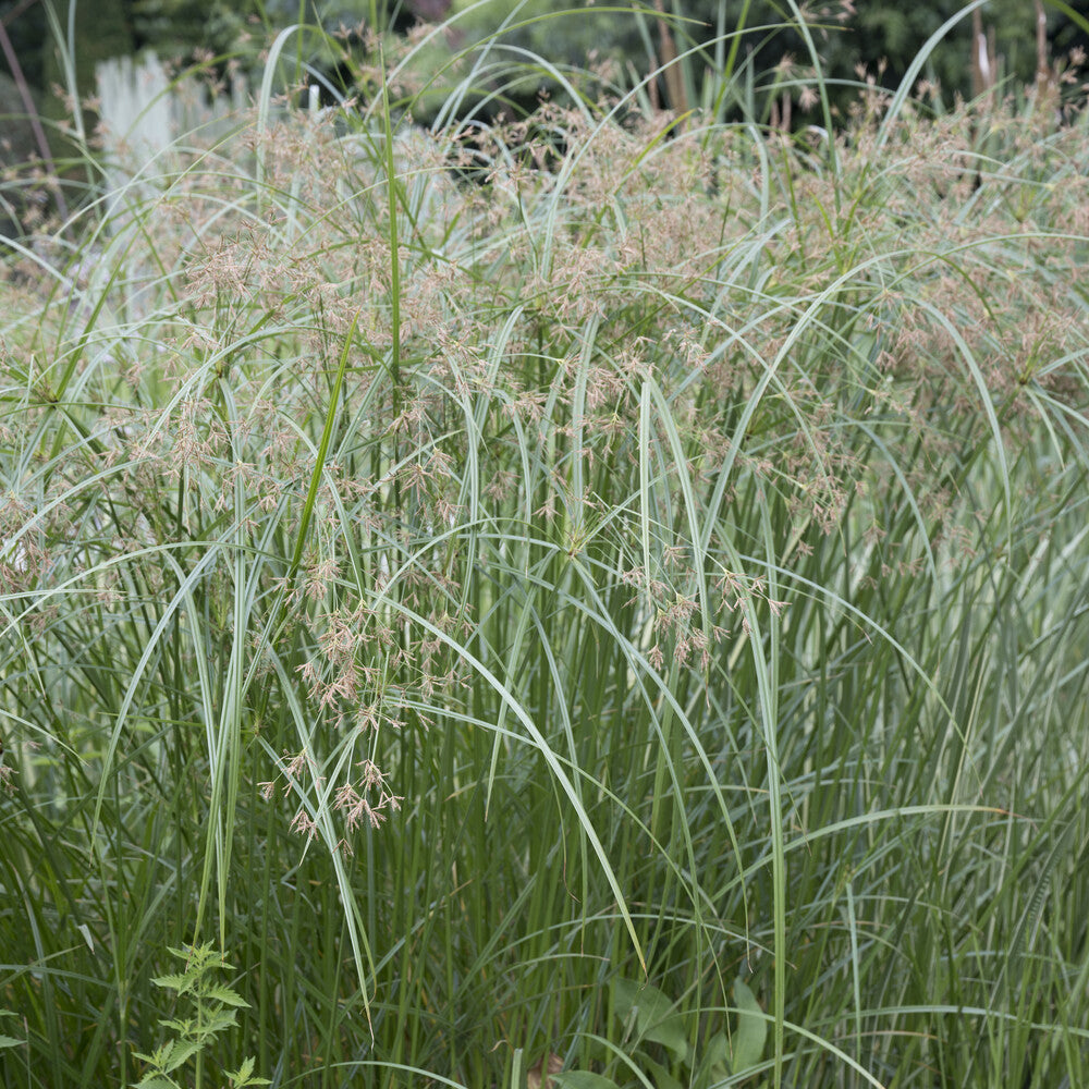 Bakker Papyrus feuilles alternes plante bassin pot Ø 9cm 150cm