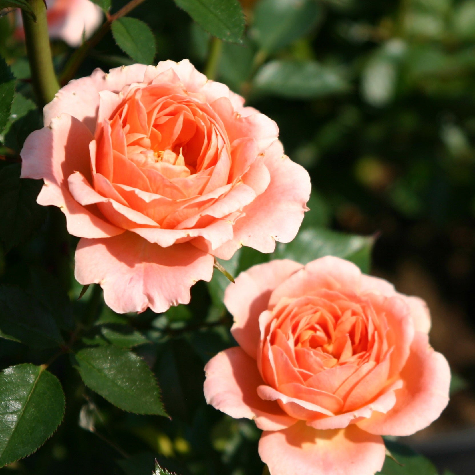 Bakker Rosiers Sweet Dream rosier pot 3L orange