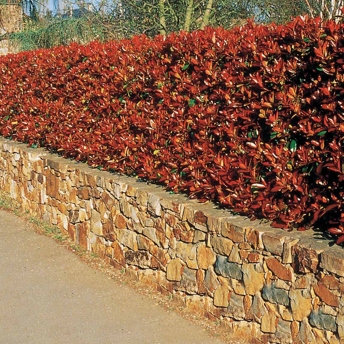Bakker Haie 3 Photinias Red Robin persistant 15-20cm