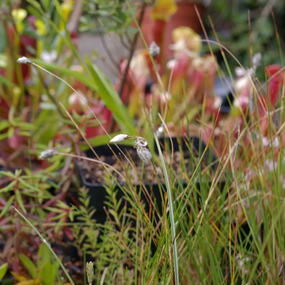 Carniflore Eriophorum angustifolium linaigrette pot 9x9 cm