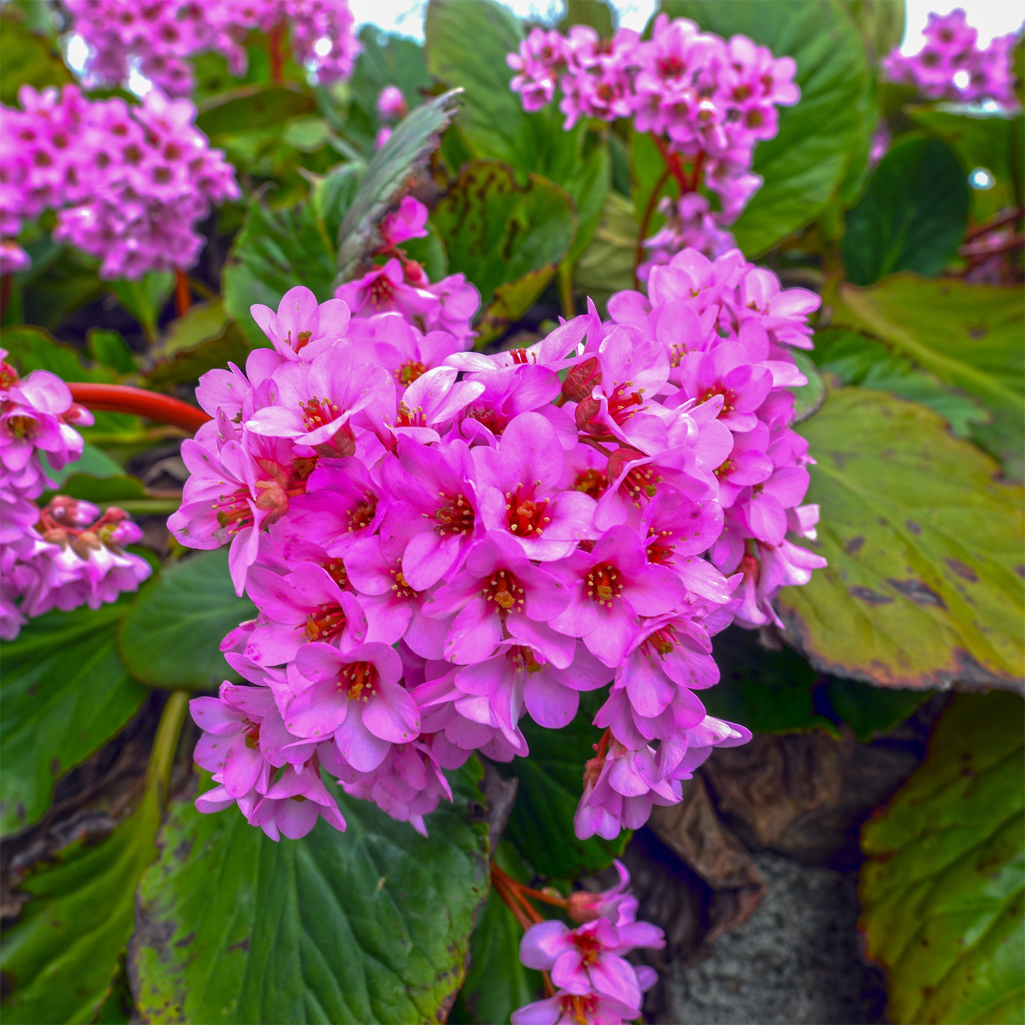 Bakker Bergénia pourpre vivace pot Ø9cm persistant