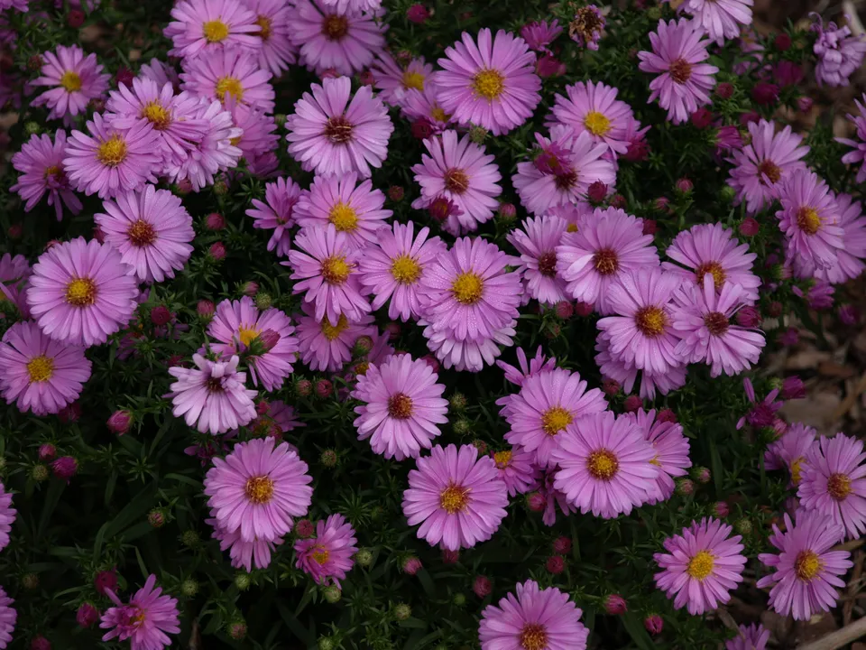 Passion Vivaces Aster dumosus Wood's Pink aster rose godet
