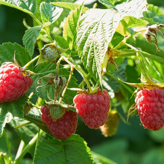 Bakker Fruitiers Framboisier Marastar MA29-20 pot 2L sans épines